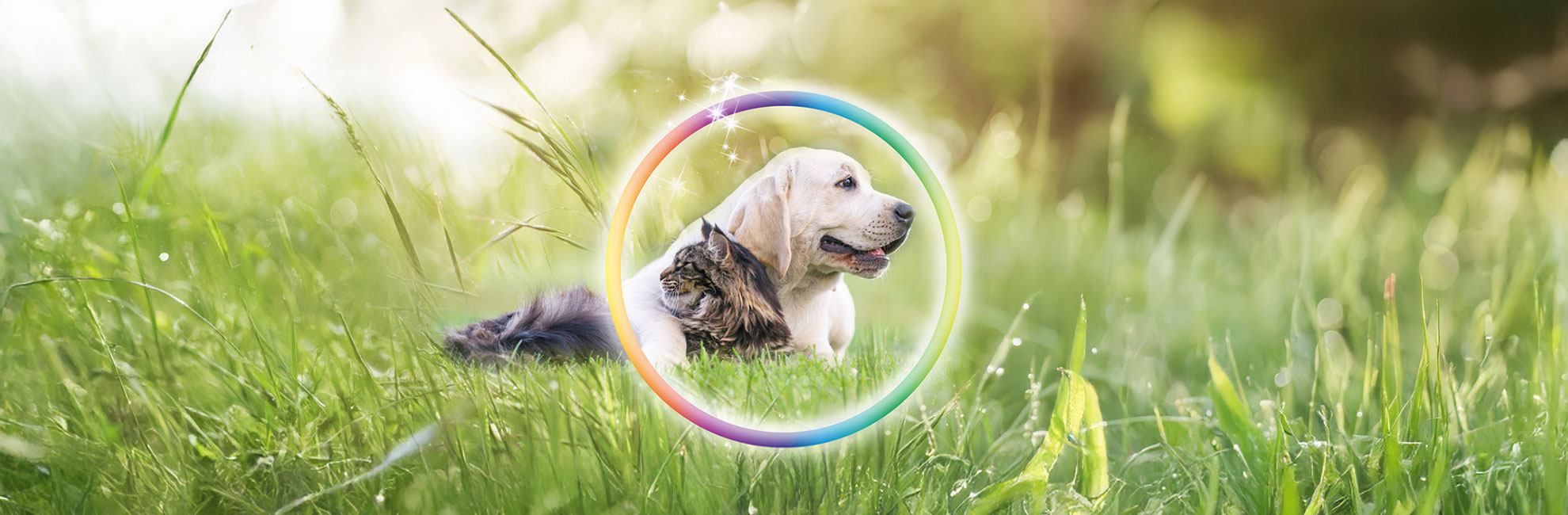 animal-vitalis-energetische-heilkraft